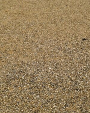 Beach Friday Freebie