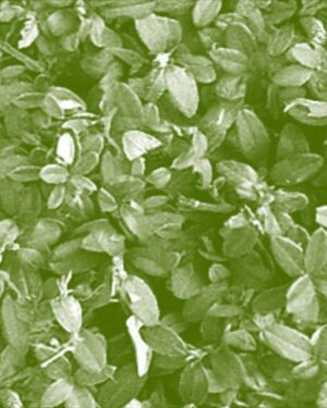 Foliage Friday Freebie