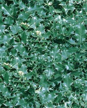 Holly Friday Freebie