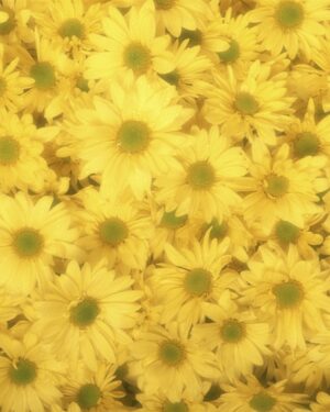 Yellow Flowers Friday Freebie