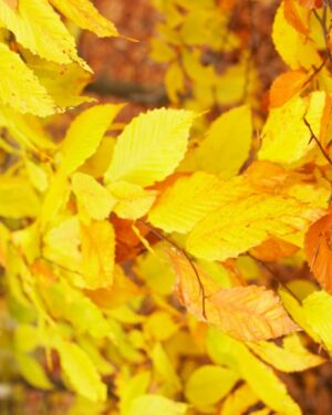 Autumn Colour Friday Freebie Printable Paper