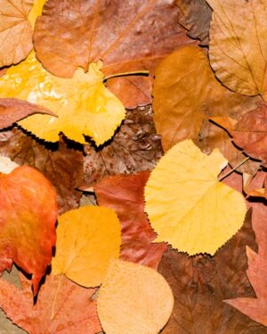 Fallen Leaves Friday Freebie Printable Paper