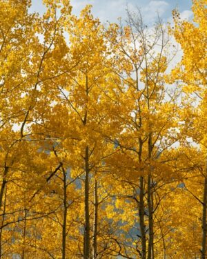 Autumn Trees Friday Freebie