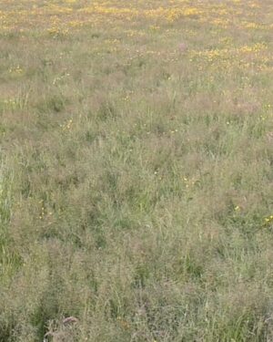 Meadow Friday Freebie