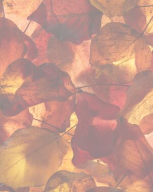 Autumn Light Friday Freebie Printable Paper Download