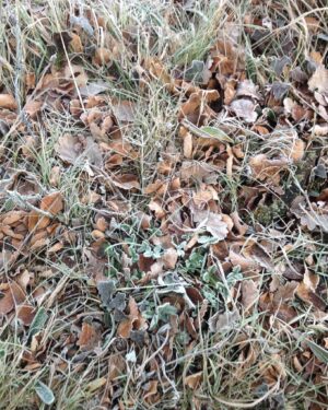 Frosted Leaves Friday Freebie Printable Paper Download