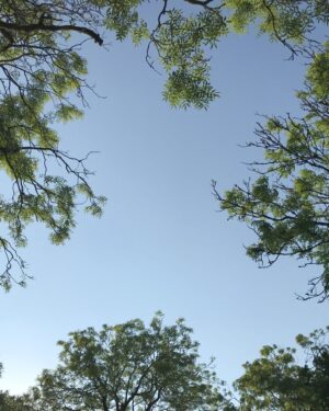 Treetops Friday Freebie