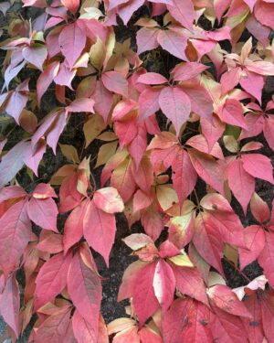 Download and print this Autumn Creeper Friday Freebie as many times as you like. Perfect for card making and other paper craft projects.