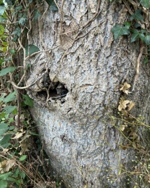 Tree Cave Friday Freebie is single A4 featuring a close up photograph of a fallen tree with a a big hole in it and surrounded by foliage.