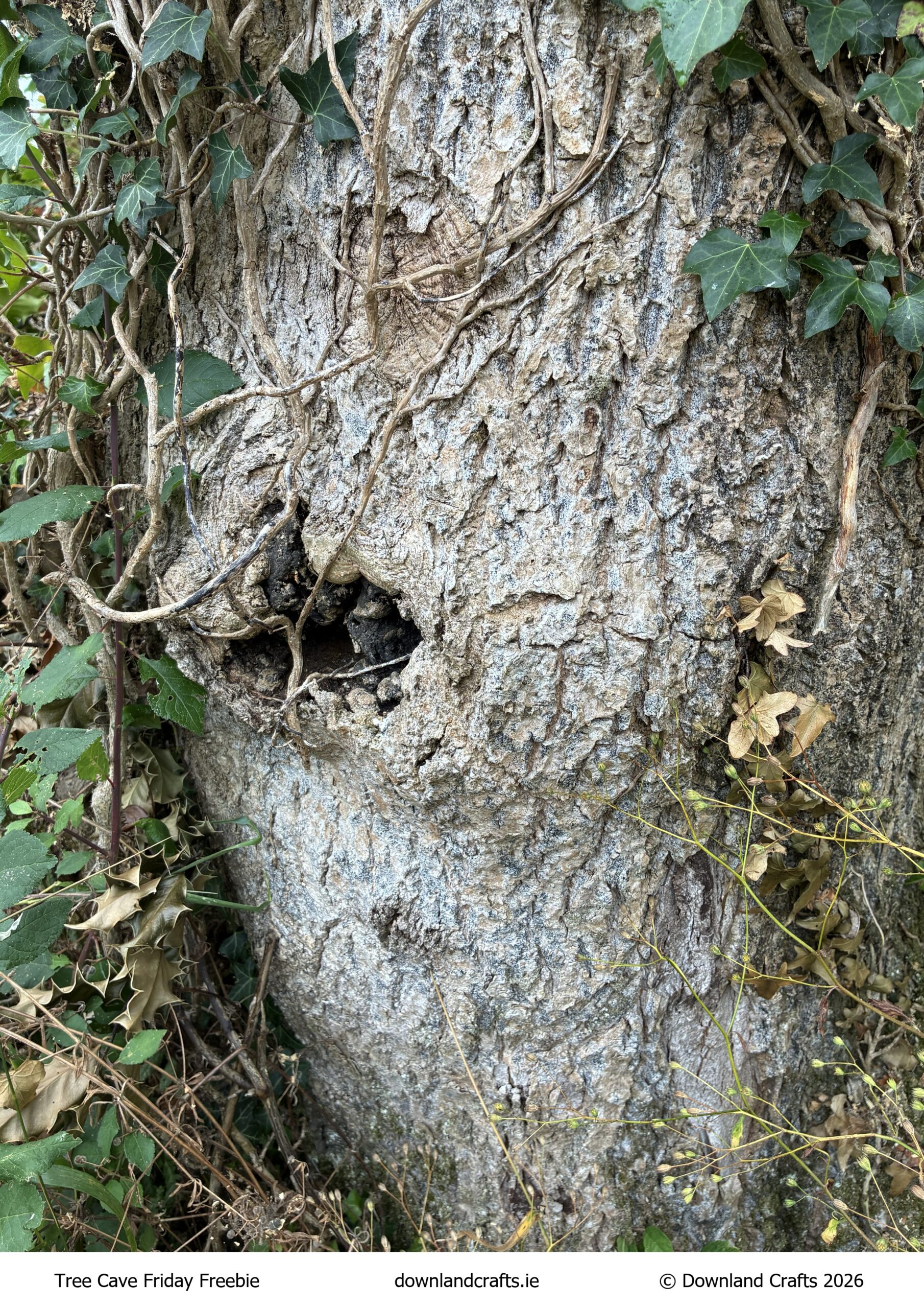 Tree Cave Friday Freebie is single A4 featuring a close up photograph of a fallen tree with a a big hole in it and surrounded by foliage.